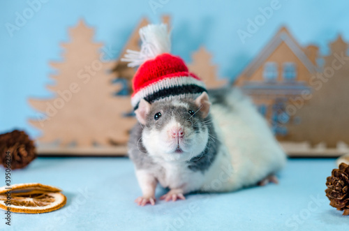 Gray rat in christmas red hat with trees, orange slices, cones on blue background, healthy food and nutrition concept