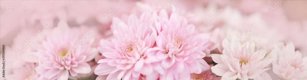 Closeup of beautiful nature pink flower using as background natural plants ecology cover page concept.