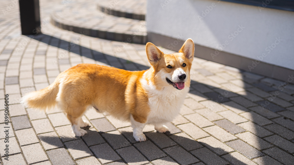 portrait of a dog Welsh Corgi portrait of a dog Welsh Corgi