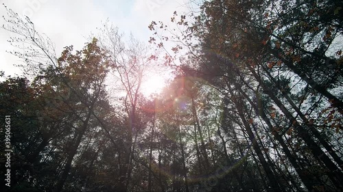 Trees against the backdrop of the bright sun.