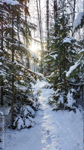 frozen treees and sun