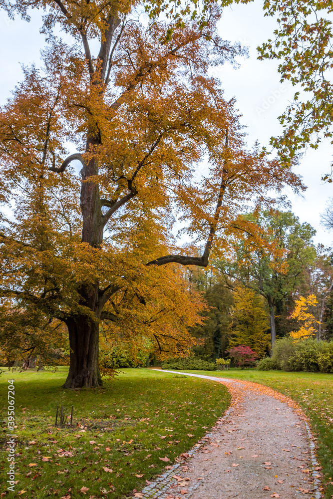 Naklejka premium Autumn trees alley with colorful leaves in the park