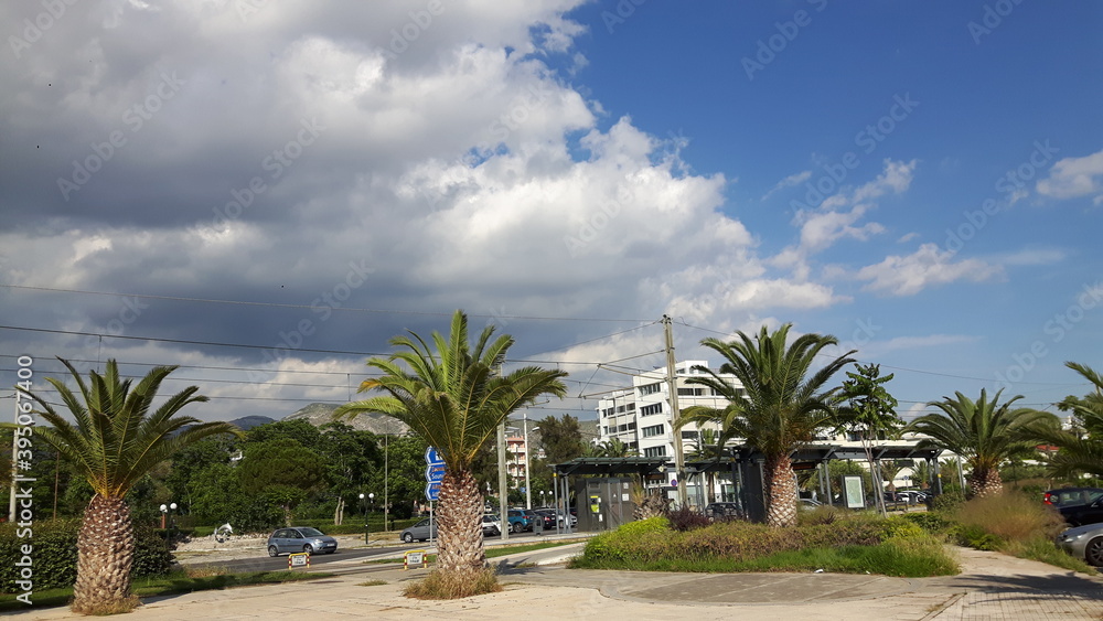 Fototapeta premium palm trees on the beach