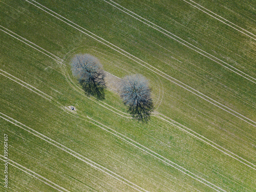 drone shot with fresh grass in the country side and two lonely trees in the middle 