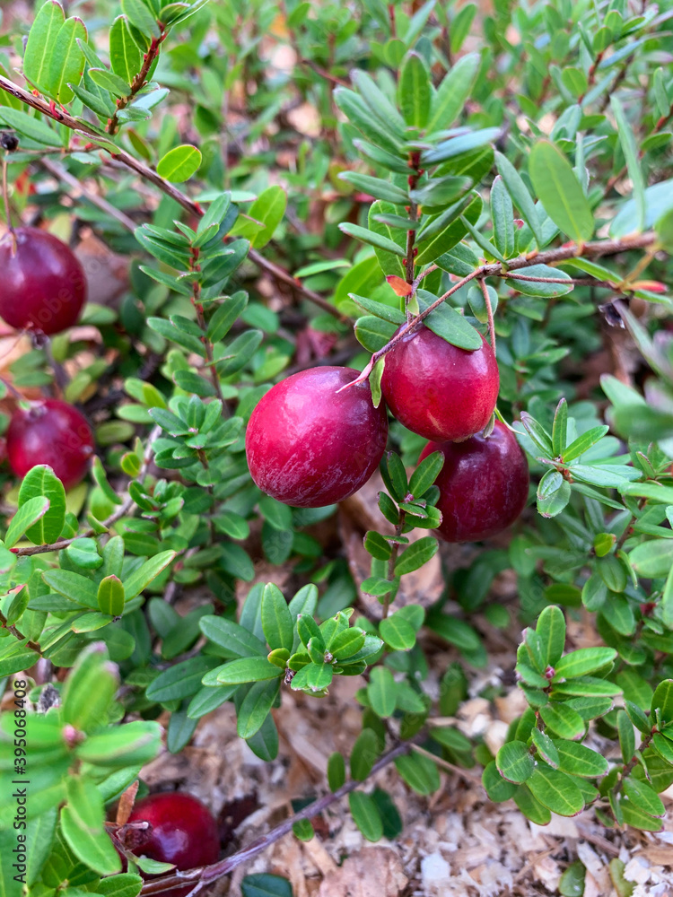 large cranberries  in the garden Food, medicinal herb