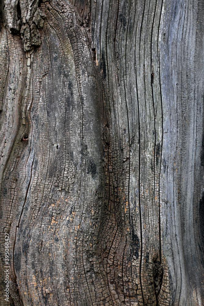 The bark texture of the old Sophora tree The bark texture of the old Sophora tree