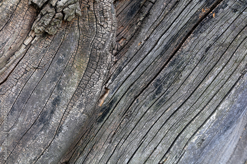 The bark texture of the old Sophora tree The bark texture of the old Sophora tree