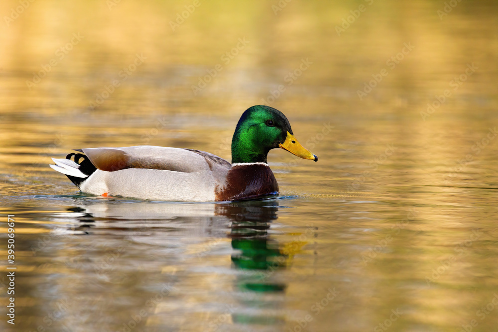 Mallard, anas platyrhynchos, male floating on water in winter nature. Colorful drake with brown body and green head swimming in river in spring. Wild green duck bathing in lake. Mallard, anas platyrhynchos, male floating on water in winter nature. Colorful drake with brown body and green head swimming in river in spring. Wild green duck bathing in lake.