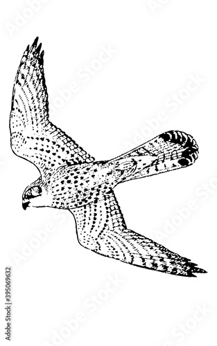 Faucon crécerelle.