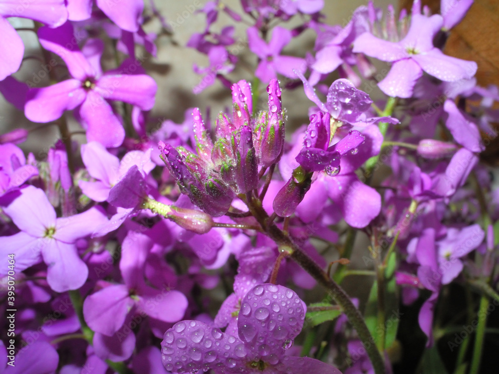 Obraz premium Night violet flowers with water droplets close up