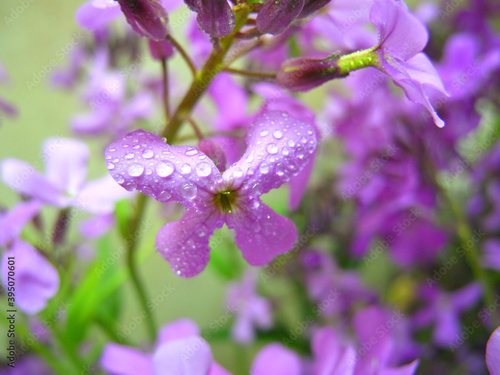 Fototapeta premium Night violet flowers with water droplets close up