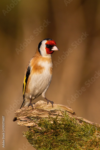 European goldfinch, carduelis carduelis, sitting on mossed wood in winter. Bird with red head resting on stump vertical. Feathered animal looking on green branch.
