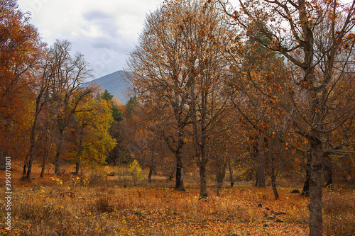 Yellow leafless forest with trees and mountain. Late autumn.