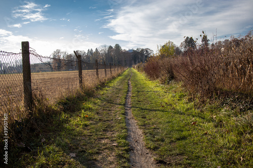 Path between cornfields on a sunny autumn day