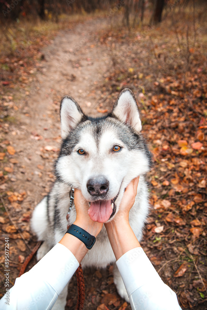 Obraz premium Girl's hands touch the muzzle of a husky dog in the park in autumn