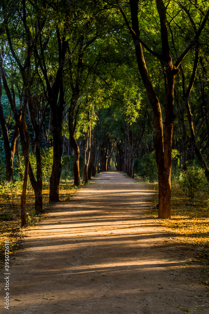 Fototapeta premium Various views of Punit Van park in Gandhinagar