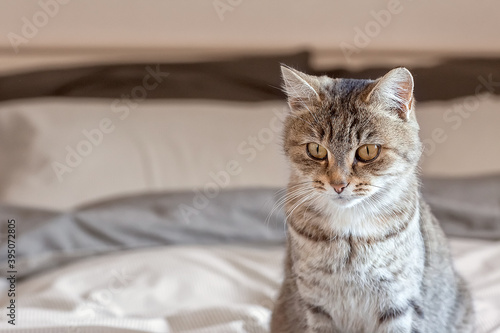 Portrait of a cute gray tabby cat. World Pet Day. World Cat Day