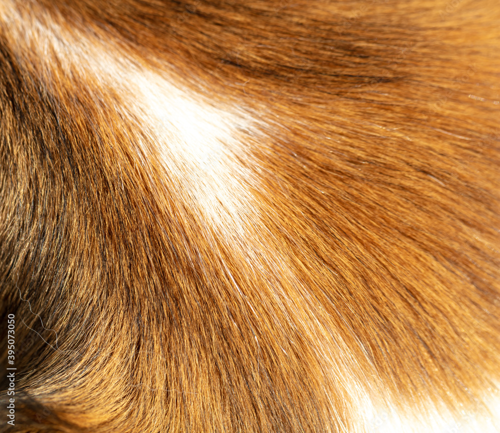 Animal fur closeup view. Red and white color dogs hair background, texture. Animal fur closeup view. Red and white color dogs hair background, texture.