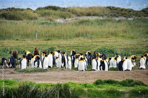 King penguins Argentina