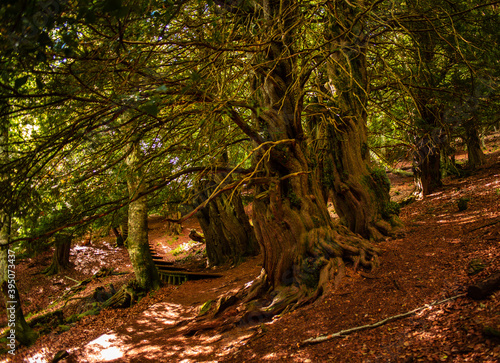 Fototapeta Path inside a forest of ancient yew trees in La Tejeda de Tosande, Palencia, Spain