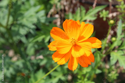 orange flower in the garden