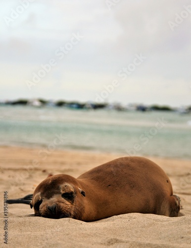 Sealion at Galapagos