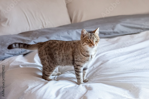 Cute gray tabby cat is standing on the bed at home. He waves his tail playfully. © MyStockStudio