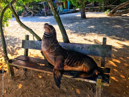 Sealion at Galapagos