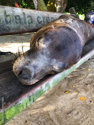 Sealion at Galapagos