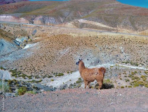 Alpaca in North Argentina