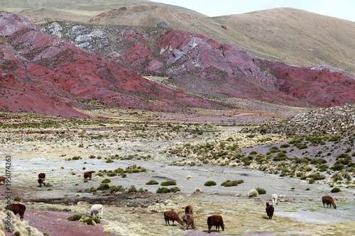 Alpaca's in North Argentina