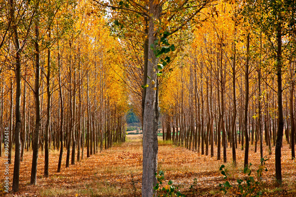 Obraz premium Colors of autumn, close to Fylakio village, municipality of Orestiada, Evros, Thrace (Thraki), Greece.
