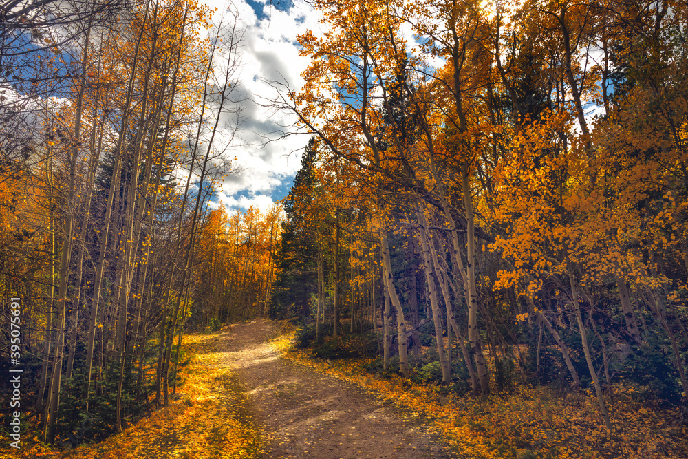 Fototapeta premium Fall Walk 