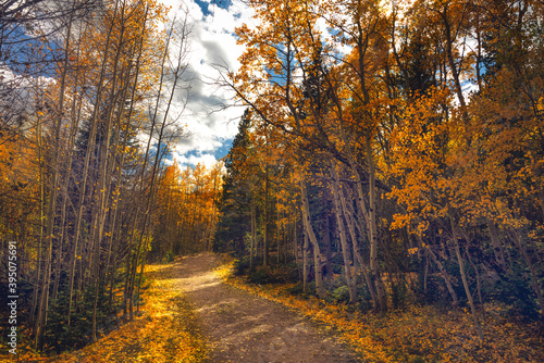 Fall Walk 