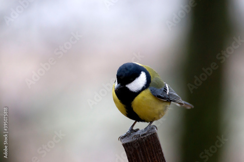 Great tit perched on a branch with green background.