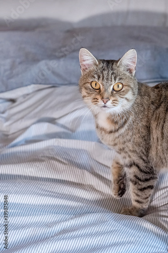 Cute gray tabby cat is standing on the bed at home. He waves his tail playfully.