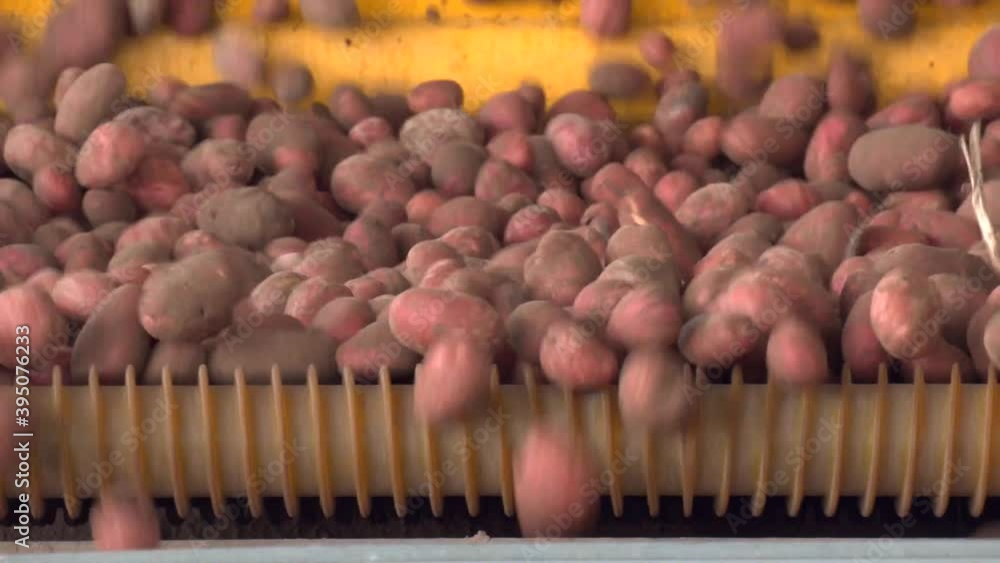 Trucks unload their load of potatoes onto a conveyor belt at a packing facility. Plant for sorting, processing and packaging potatoes.
Trucks unload their load of potatoes onto a conveyor belt at a packing facility. Plant for sorting, processing and packaging potatoes.