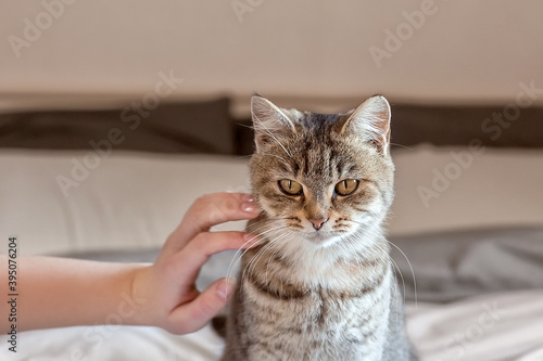 Cute gray tabby cat is standing on the bed at home. A woman's hand strokes and caresses a pet cat.