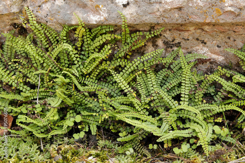 The maidenhair spleenwort (Asplenium trichomanes) is a small variable fern. It is a widespread and common species, occurring almost worldwide in a variety of rocky habitats.