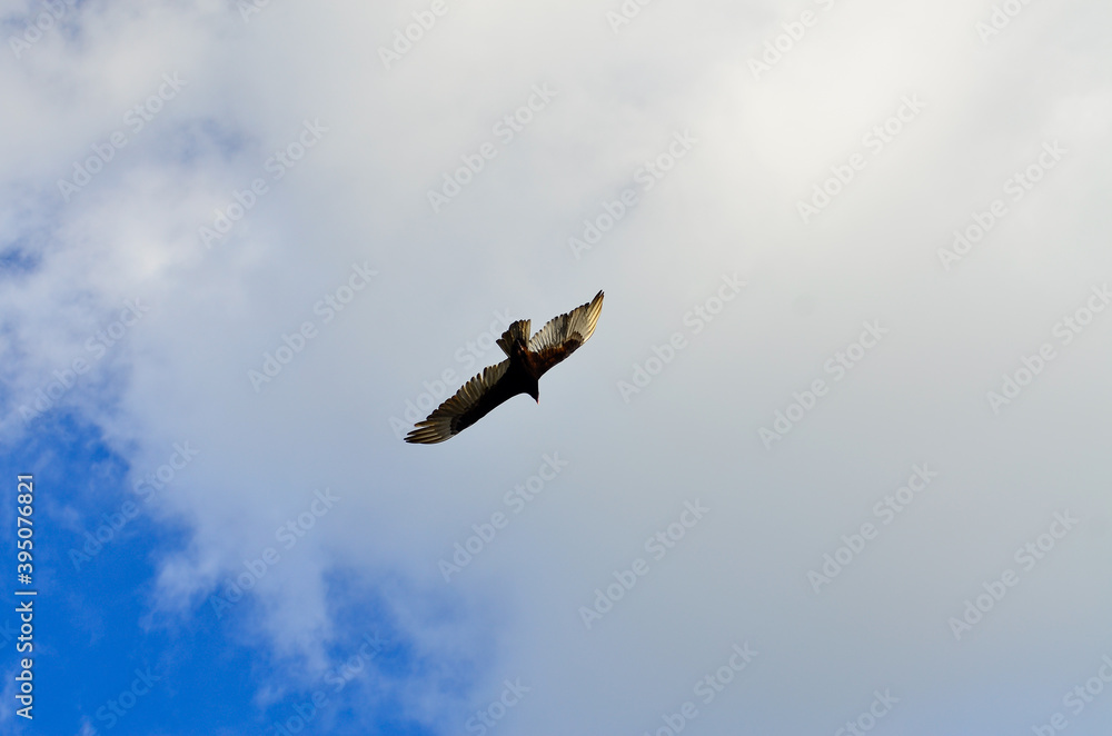 Turkey Vulture Flying over the Saint John's river