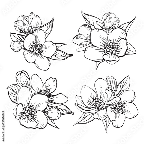 bouquet of flowers sakura or cherry-tree on white background. Hand drawn vector floral illustration. Black and white sketch of bouquets