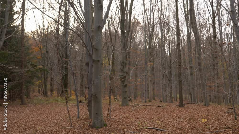 Beautiful beech tree forest in an Autumn Beautiful beech tree forest in an Autumn