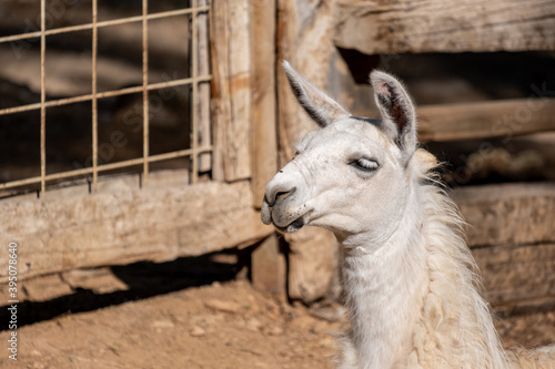 Portrait of a white llama Lama glama © yalcinsonat