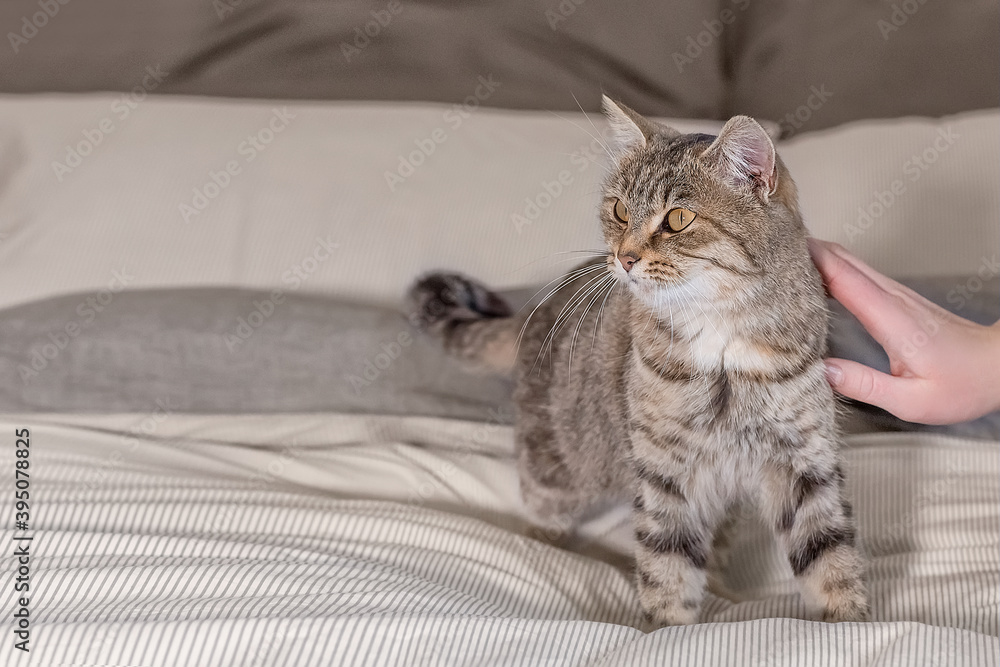 Cute gray tabby cat is standing on the bed at home. A woman's hand strokes and caresses a pet cat.