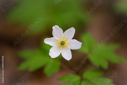 white anemone flower