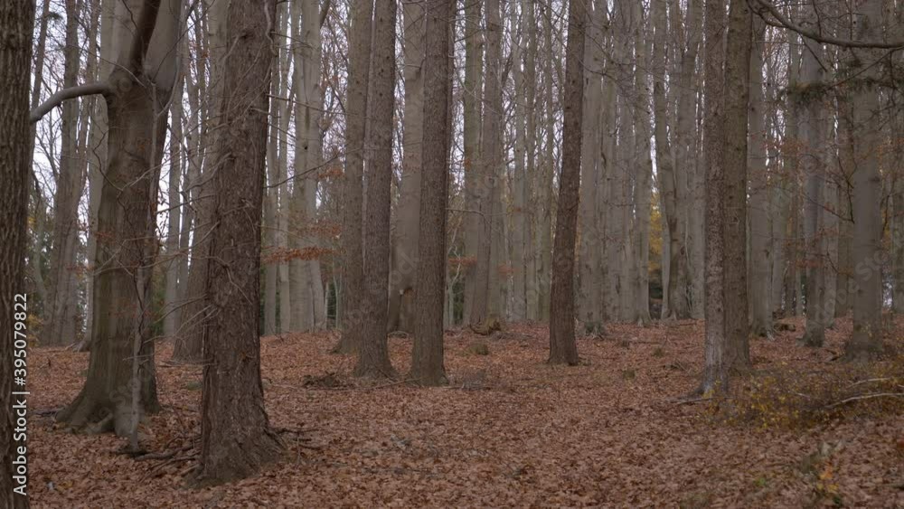 Beautiful beech tree forest in an Autumn Beautiful beech tree forest in an Autumn