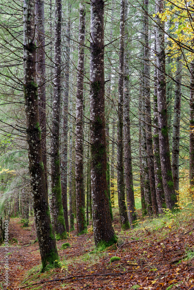 Fototapeta premium Beeches in autumn in the Irati forest, Navarra, Spain.