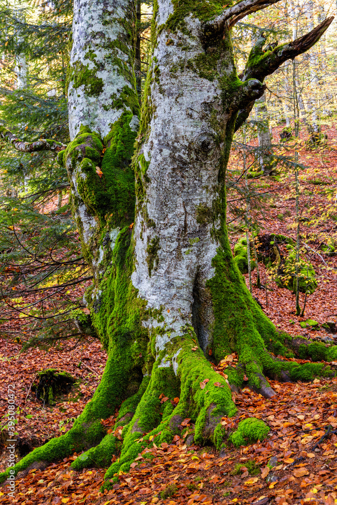 Obraz premium Beeches in autumn in the Irati forest, Navarra, Spain.