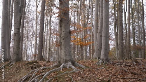 Beautiful beech tree forest in an Autumn