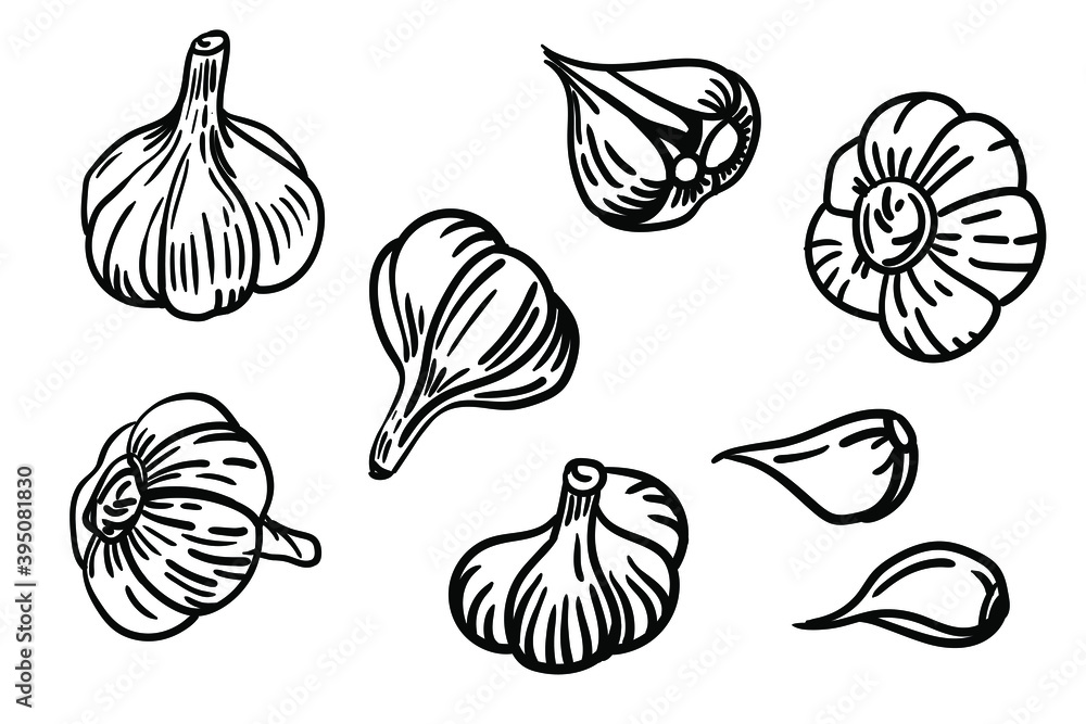 Vector garlic set. Hand-drawn illustration of a garlic head. Vector garlic set. Hand-drawn illustration of a garlic head.
